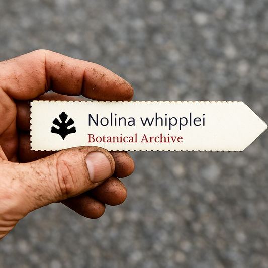 Printed plant label for Nolina whipplei held by hand with dirt on fingers