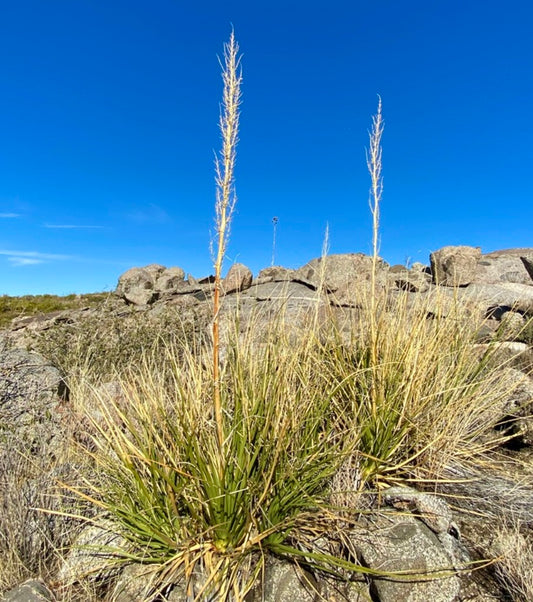 Nolina palmeri clumping succulent with long thin leaves and tall flowering stalks in rocky terrain