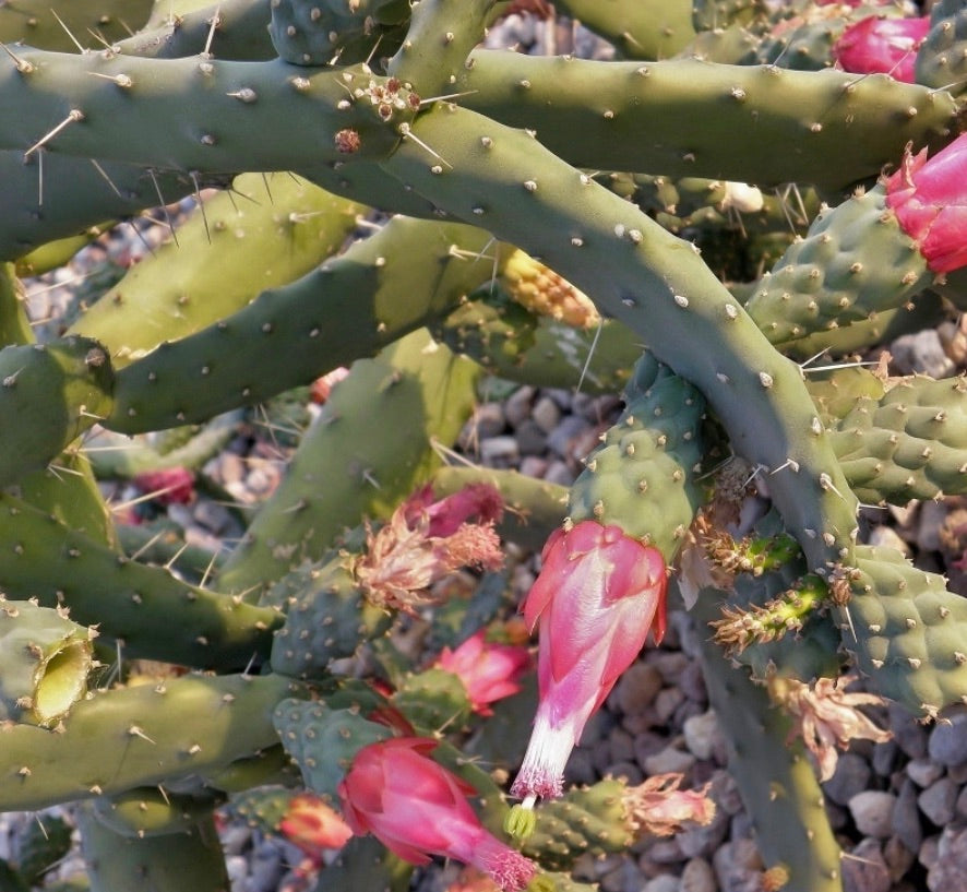 Nopalea karwinskiana vetplant cactus met groene stengels en felroze buisvormige bloemen