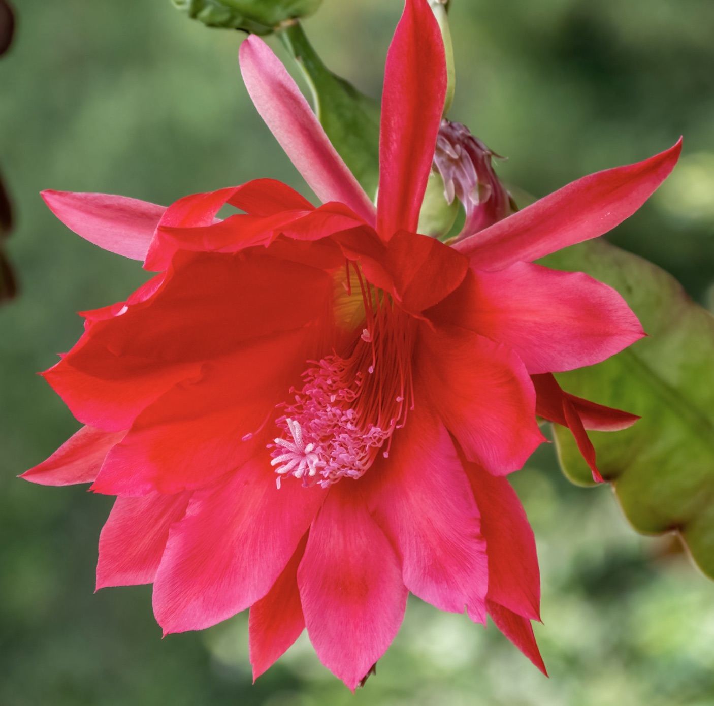 ดอกไม้สเนคสั่งนาพาลโซคเชีย แอคเคอร์มันนี ไม้ล้มลุกสีแดงสดใส พร้อมเกสรสีชมพูอ่อนและพื้นหลังใบไม้สีเขียว