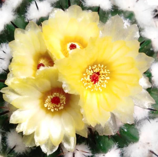 ノトカクタス・アレチャバレタエは、柔らかい黄色の花と白い綿毛のあるトゲを持つサボテンです