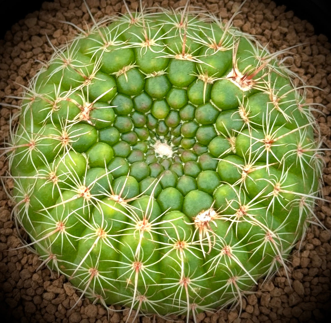 Notocactus concinnus runder grüner Sukkulenten-Kaktus mit radialen Stacheln und strukturierten Warzen