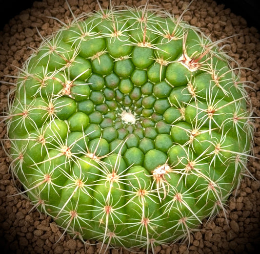 Notocactus concinnus runder grüner Sukkulenten-Kaktus mit radialen Stacheln und strukturierten Warzen