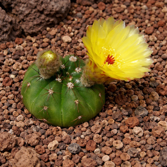 Notocactus oxycostatus SEEDS