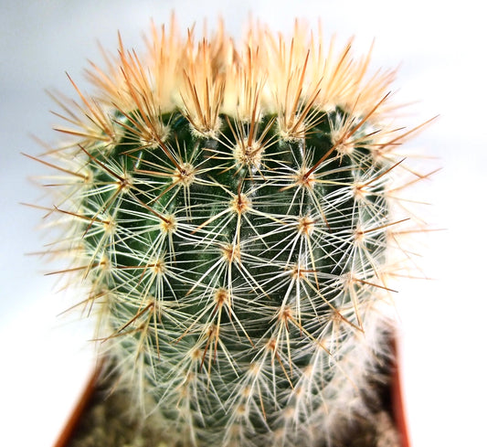 Notocactus schlosseri