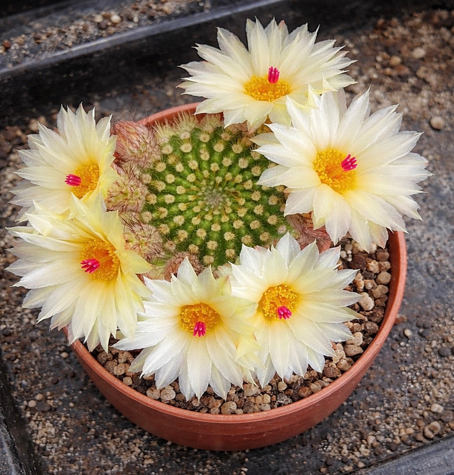 กระบองเพชรโนโตแคคตัส แวร์เดอร์มันเนียนัส ดอกสีเหลืองครีมพร้อมเกสรสีชมพูสดใสในกระถางเทอราคอตต้า