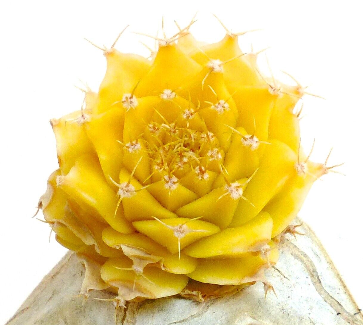 ต้นไม้ลายเต็มสีเหลืองของ โอเบรกอนิอา เดเนกรี ย้ายยอดบน เซเรอุส