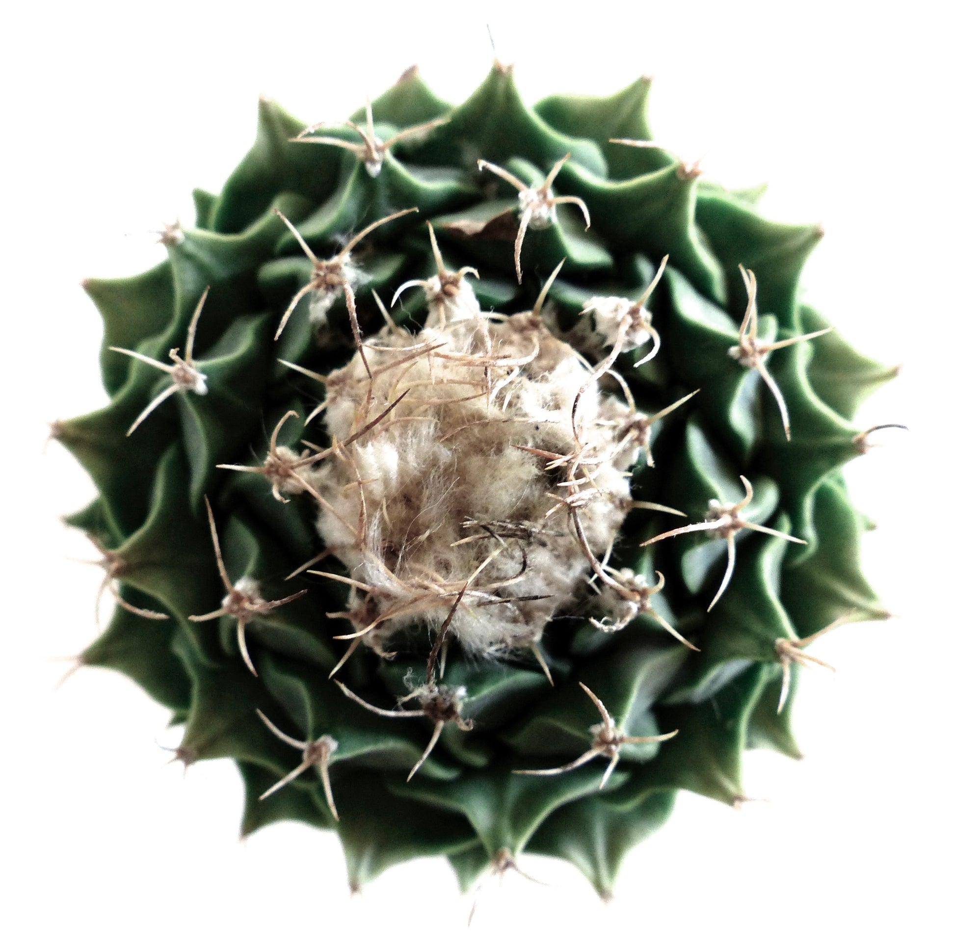 Obregonia denegrii cactus succulent rare avec centre laineux et épines pointues vu de dessus