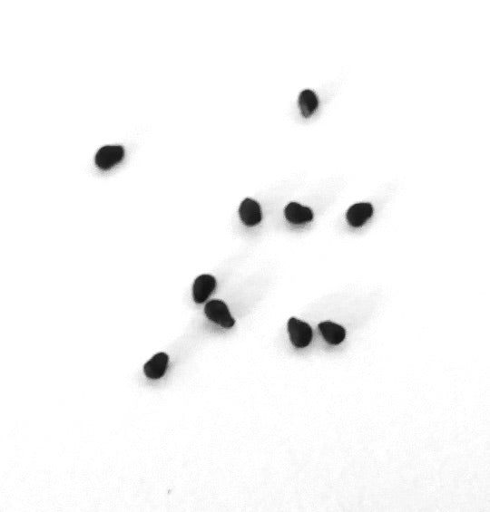 Semillas pequeñas de cactus negro Obregonia denegrii sobre fondo blanco