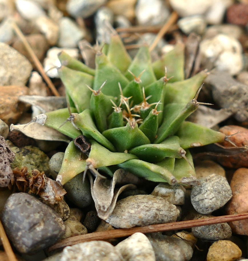 Obregonia denegrii