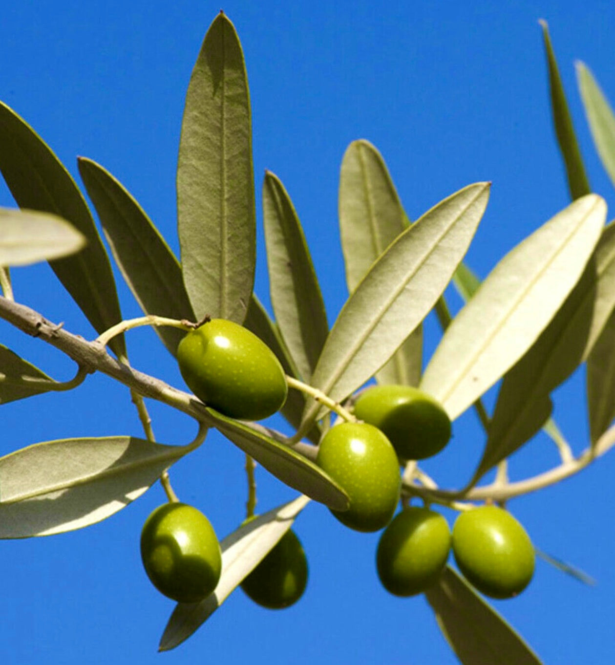 Olea europea cv ARBOSANA branch with smooth green olives and elongated silver-green leaves