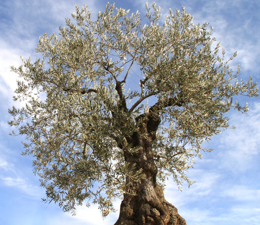 Olea europaea cv "Nocellara"