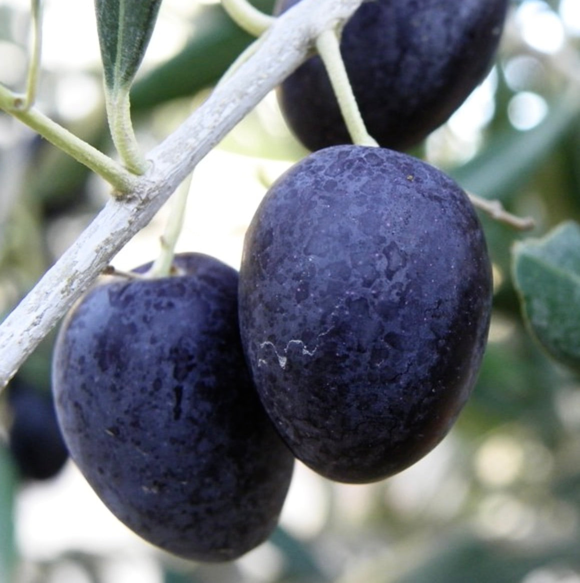 Olea europea cv OGLIAROLA reife dunkelviolette Oliven an einer strukturierten Zweigaufnahme Nahaufnahme