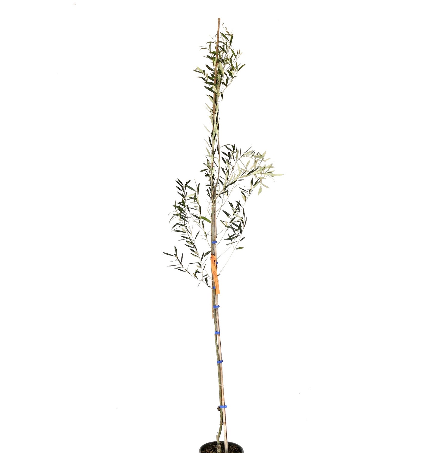 Olea europea cv DIAMANTE BIANCO (white diamond) white olives 60-100cm