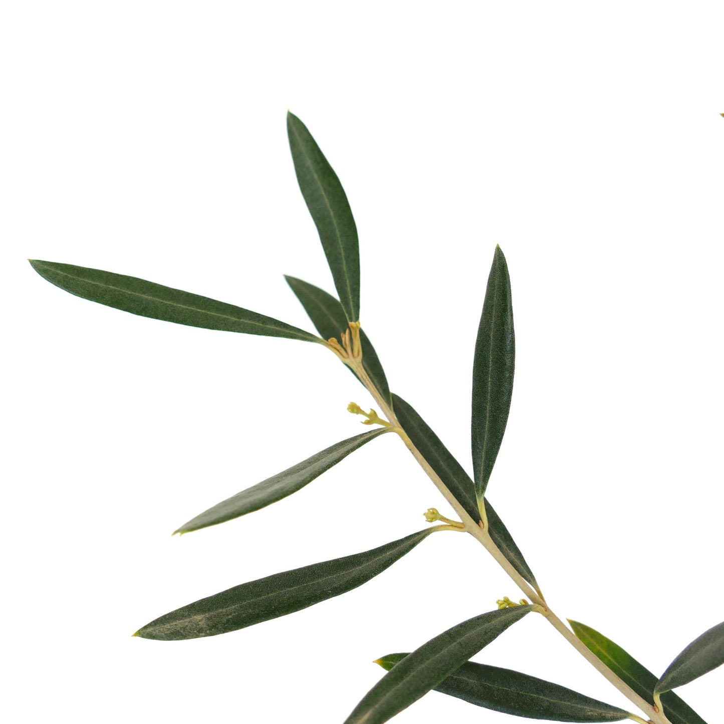 Olea europea cv DIAMANTE BIANCO (white diamond) white olives 60-100cm