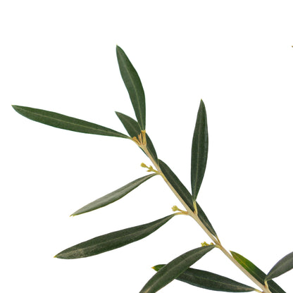 Olea europea cv DIAMANTE BIANCO (white diamond) white olives 60-100cm