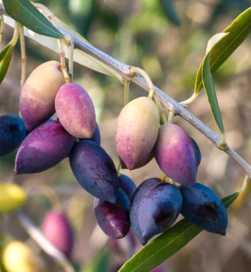 Olea europea cv KAMALATA reife violette und grüne Oliven an einem schlanken Zweig mit schmalen Blättern
