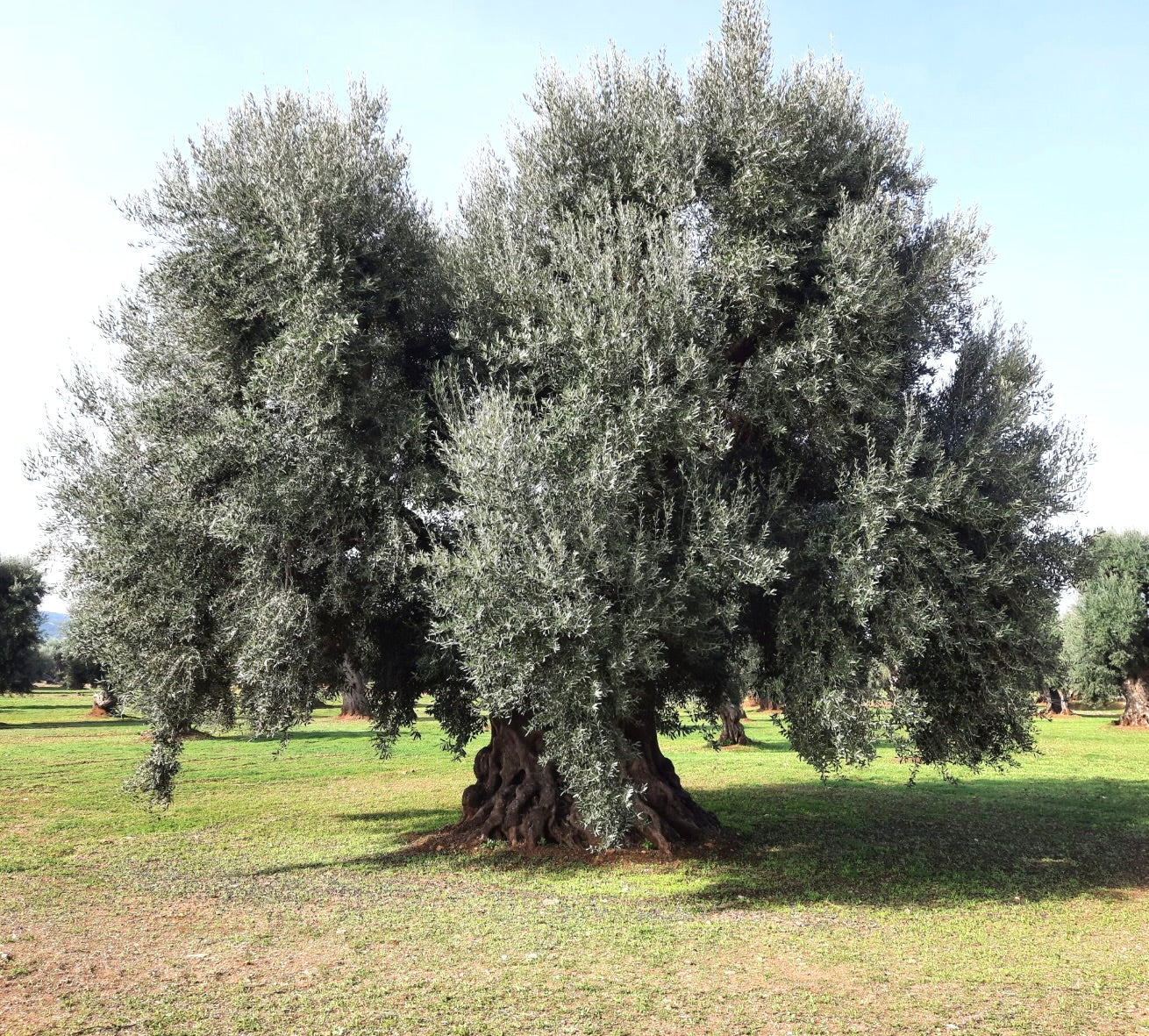 Olea europea cv MONOPOLI mature olive tree with dense silvery-green foliage and thick gnarled trunk