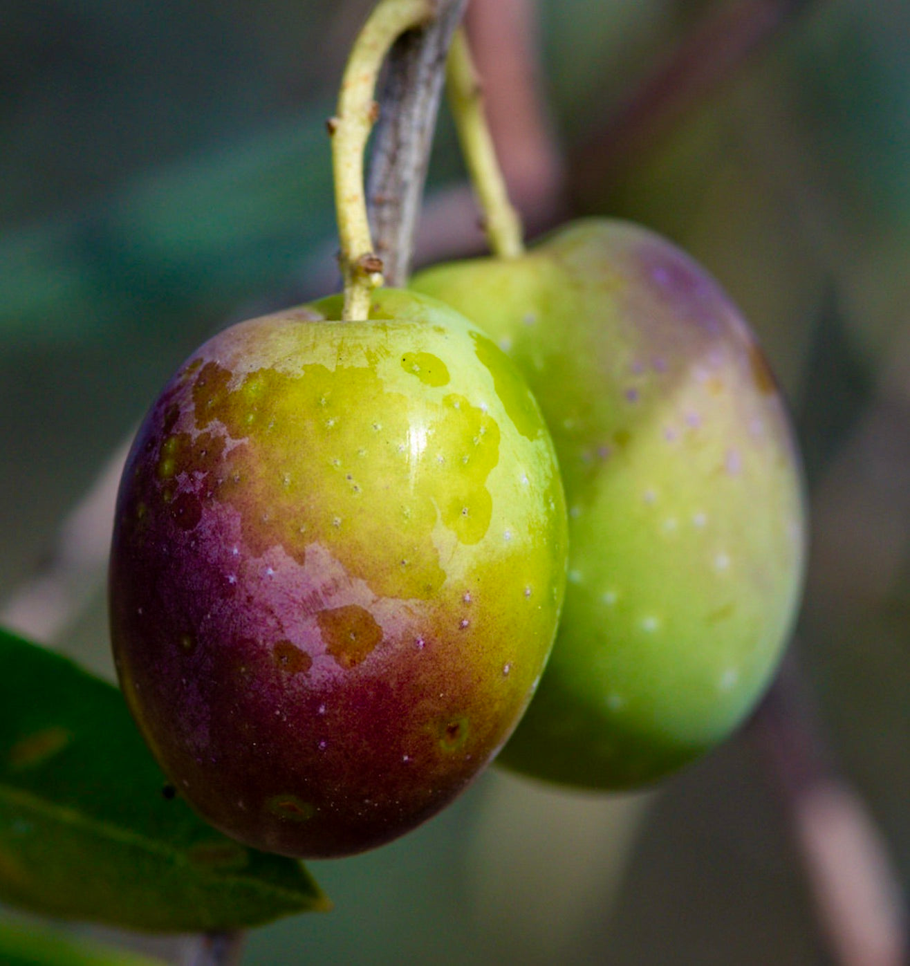 Olea europea cv PENDOLINO ripe and unripe olive fruits with smooth skin and green-purple hues