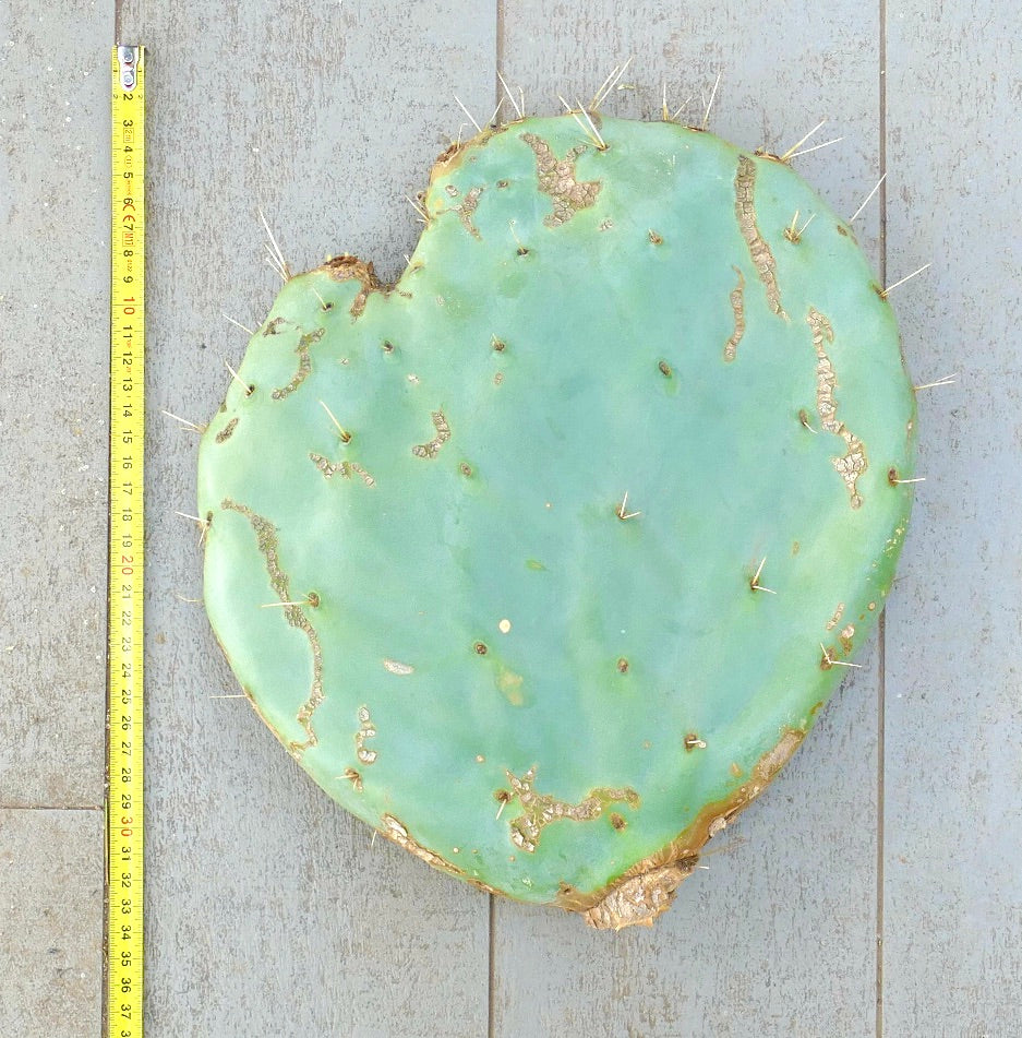 Paleta de cactus Opuntia rotundifolia con superficie de verde pálido y espinas largas dispersas junto a una cinta métrica