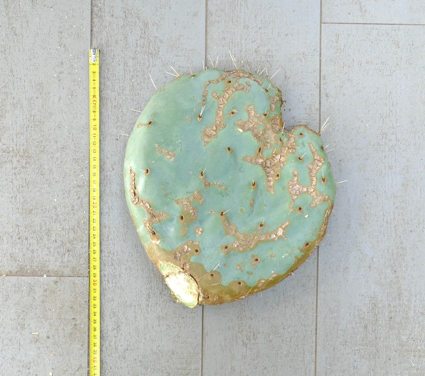 Opuntia rotundifolia succulent cactus pad con espinas y superficie texturizada sin enraizar