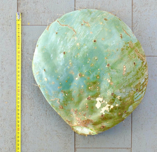 Opuntia rotundifolia large unrooted cactus pad with spines and green-blue surface