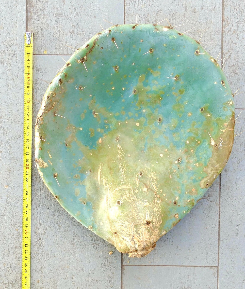 Opuntia rotundifolia large flat succulent cactus pad with sparse spines and blue-green coloration