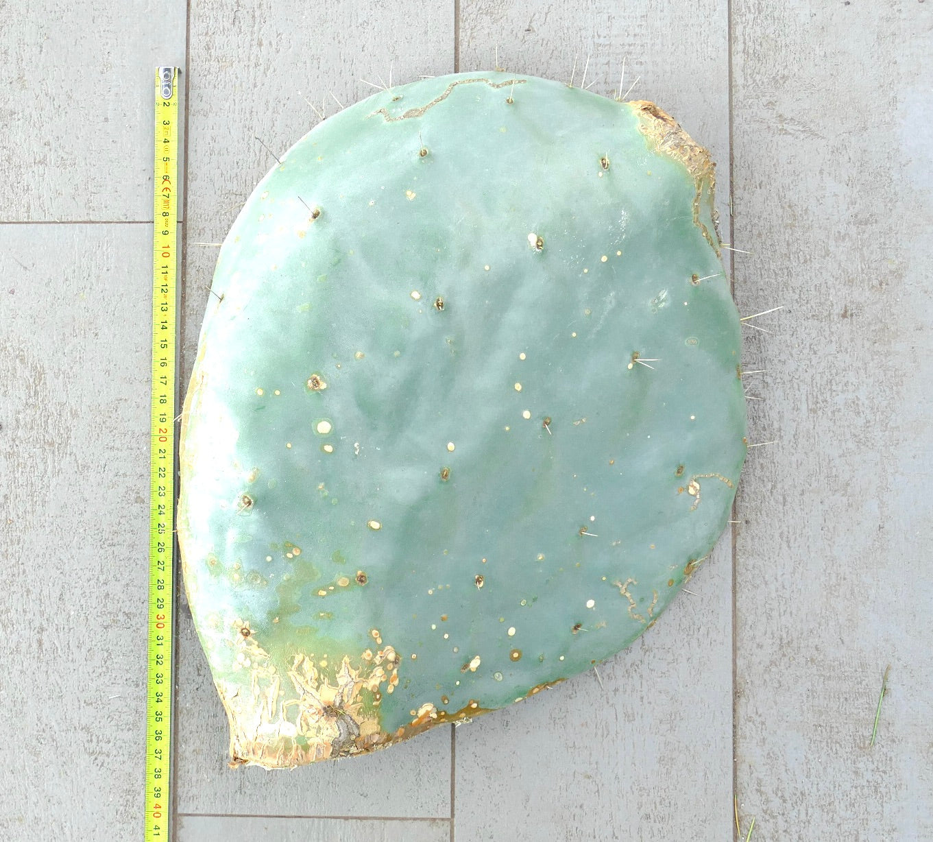 Opuntia rotundifolia large flat cactus pad with sparse spines and bluish-green surface