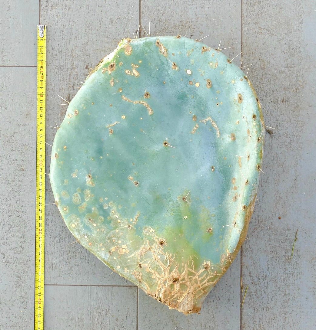 Opuntia rotundifolia large unrooted blue-green cactus pad with sparse spines and scars