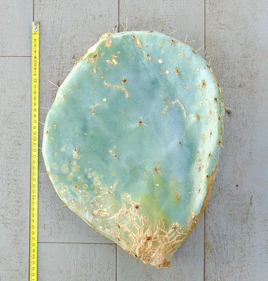 لوحة صبار كبيرة غير جذعية من نوع أوبونتيا روتونديفوليا زرقاء خضراء مع أشواك متناثرة وندوب