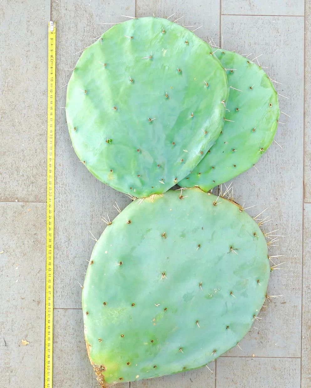 Opuntia rotundifolia large unrooted cactus pads with sparse spines on tiled floor