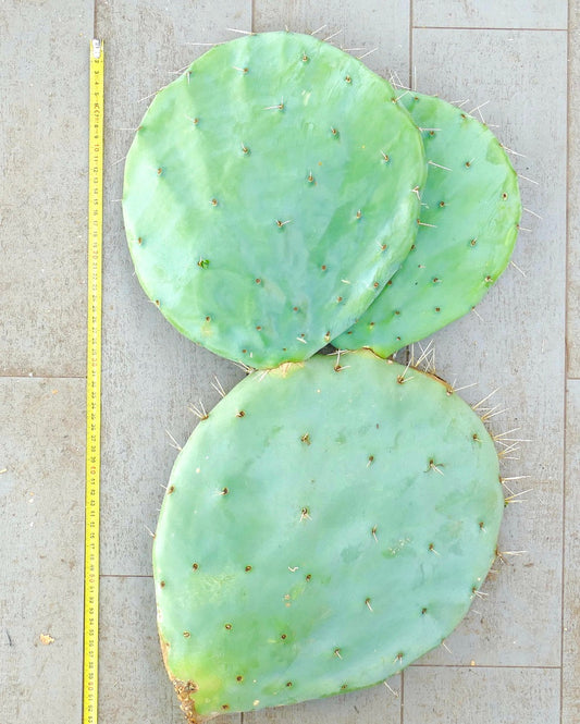 Opuntia rotundifolia large unrooted cactus pads with sparse spines on tiled floor