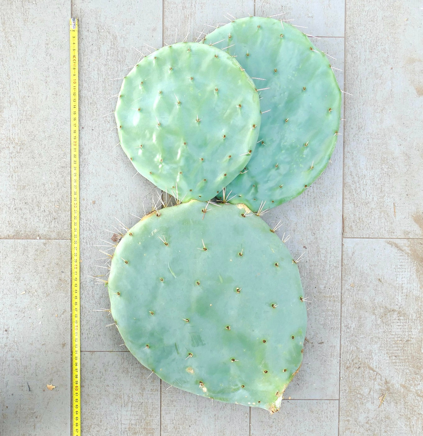 Opuntia rotundifolia large flat blue-green cactus pads with sparse spines unrooted