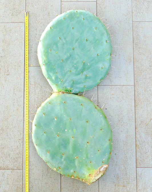 Opuntia rotundifolia succulent cactus pads with sparse spines and blue-green color unrooted