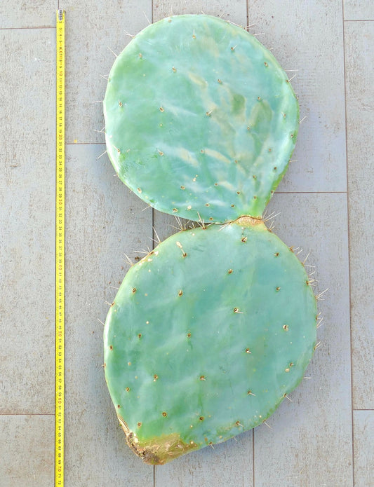 قطع نبات الصبار أوبونتيا روتونديفوليا غير متجذرة بلون أزرق مخضر وأشواك متناثرة