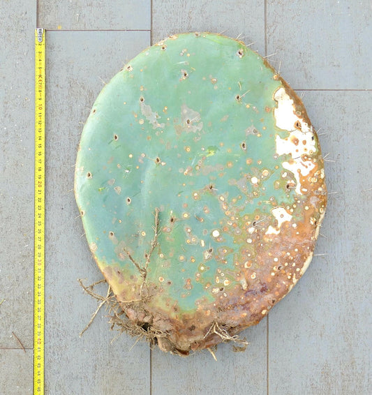 Opuntia rotundifolia large unrooted cactus pad with some roots and spines visible