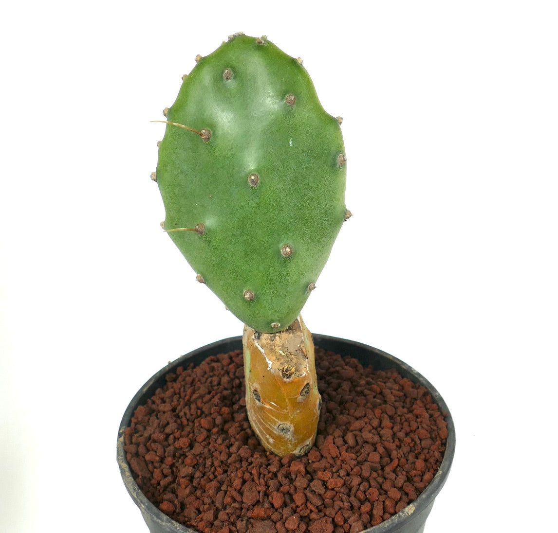 Opuntia affinis polyacantha (Keams Canyon, Arizona, USA)