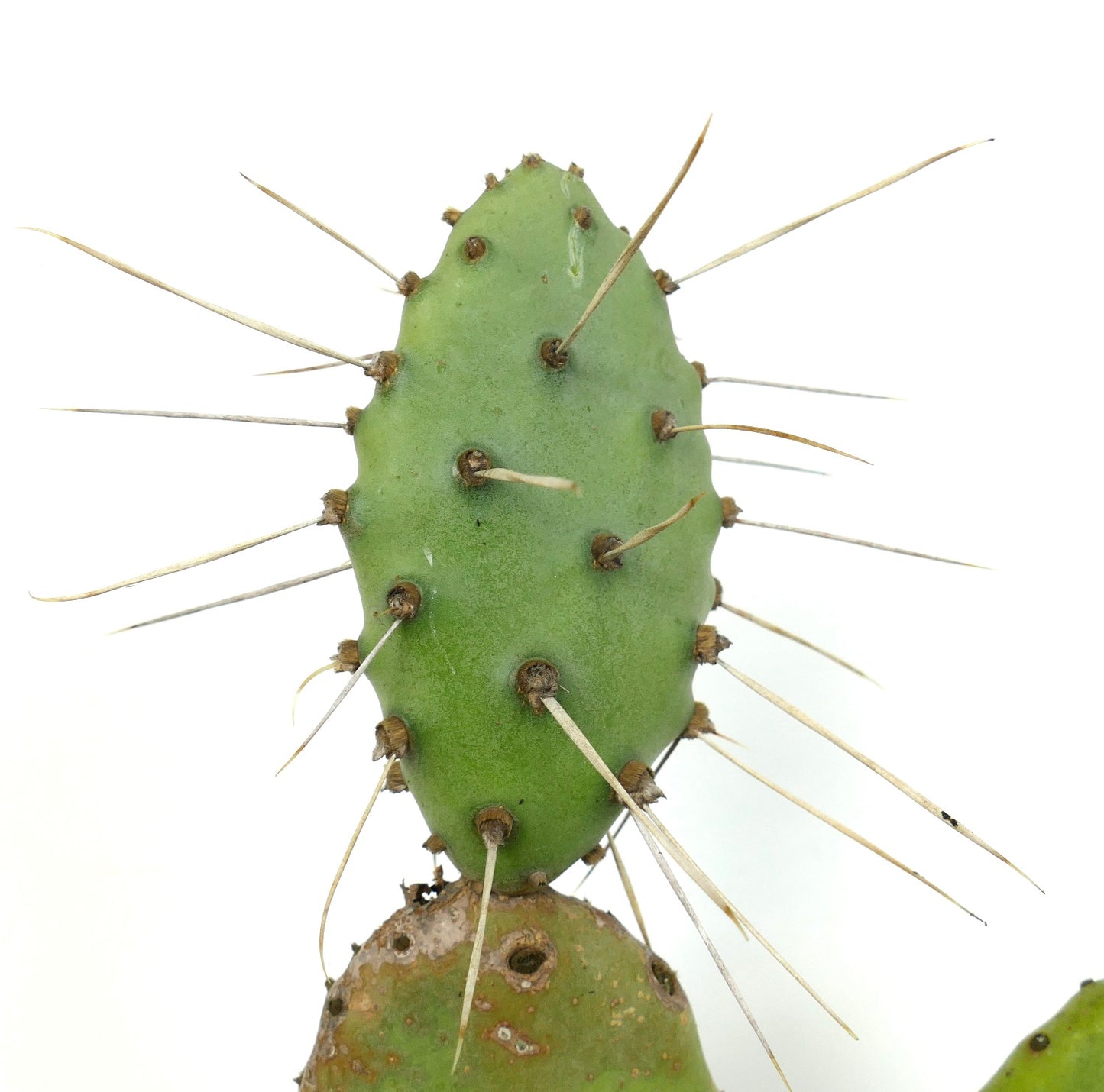 Opuntia affinis polyacantha (Keams Canyon, Arizona, USA)