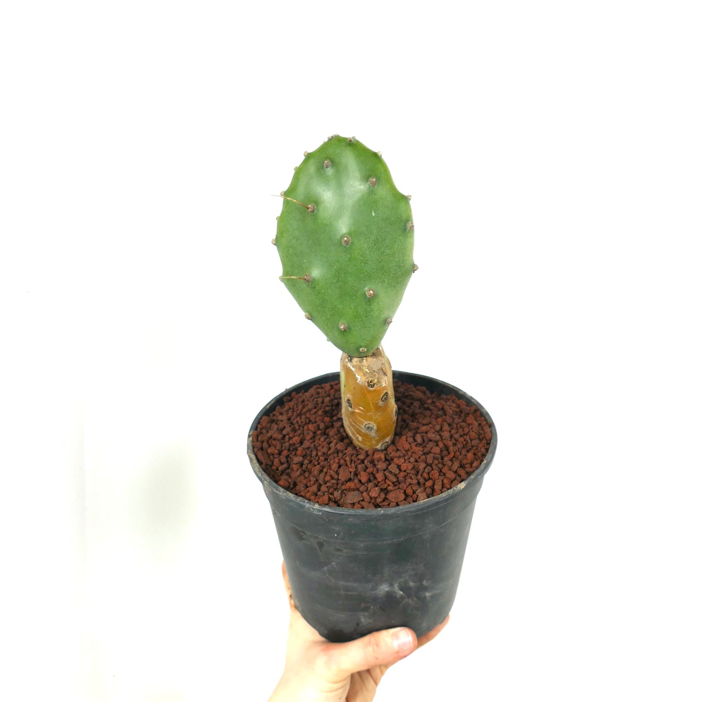 Opuntia affinis polyacantha (Keams Canyon, Arizona, USA)