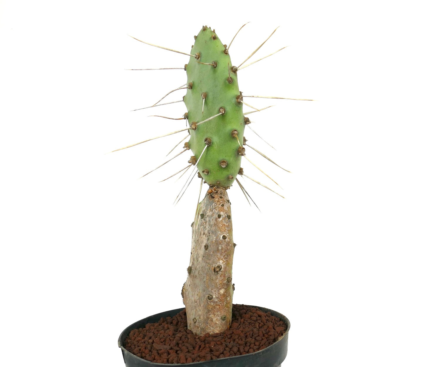 Opuntia affinis polyacantha (Keams Canyon, Arizona, USA)