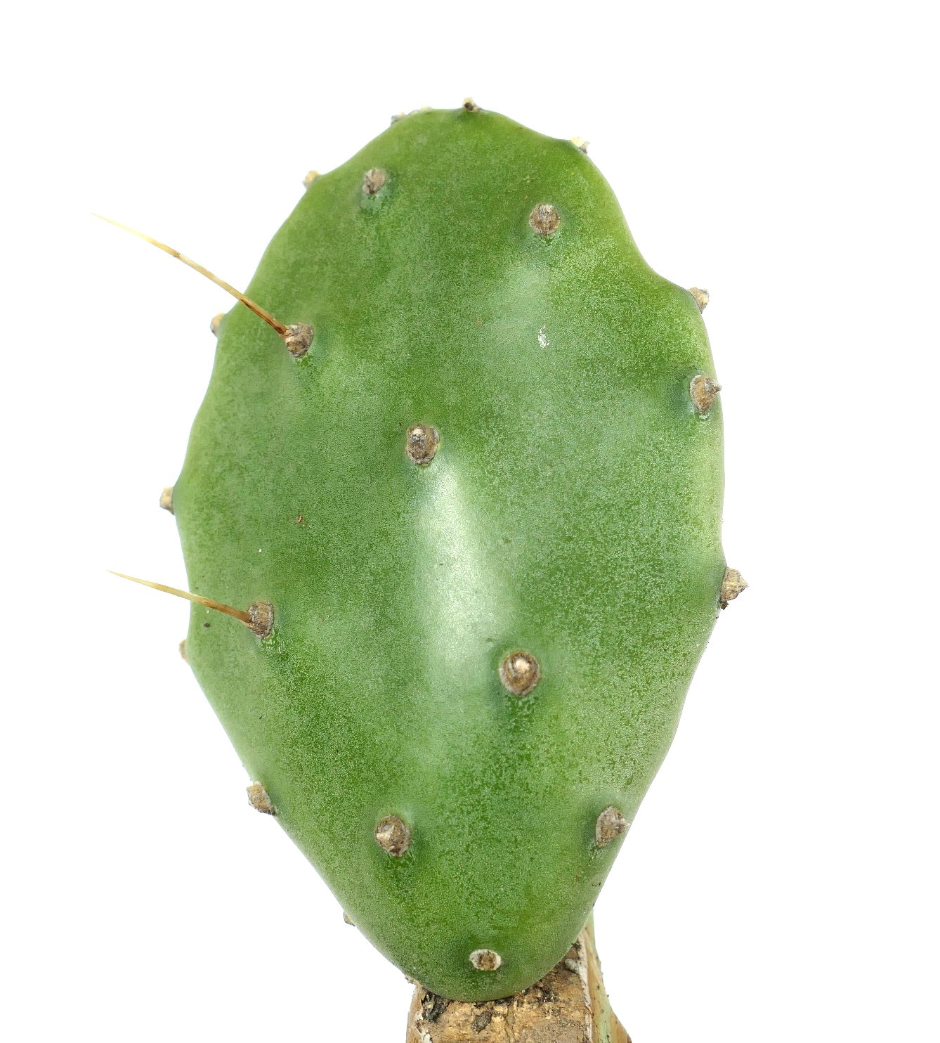 Opuntia affinis polyacantha (Keams Canyon, Arizona, USA)
