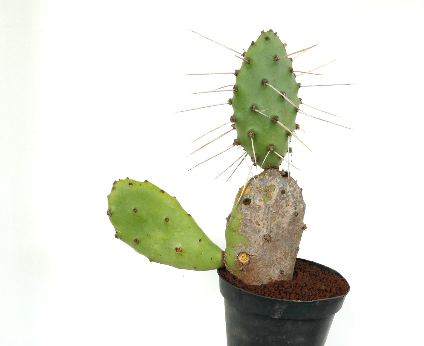 Opuntia affinis polyacantha (Keams Canyon, Arizona, USA)