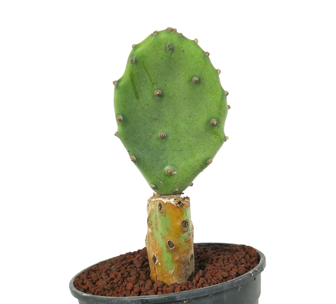 Opuntia affinis polyacantha (Keams Canyon, Arizona, USA)