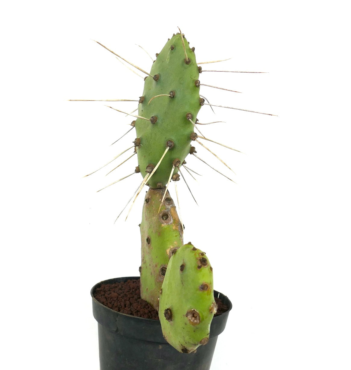 Opuntia affinis polyacantha (Keams Canyon, Arizona, USA)