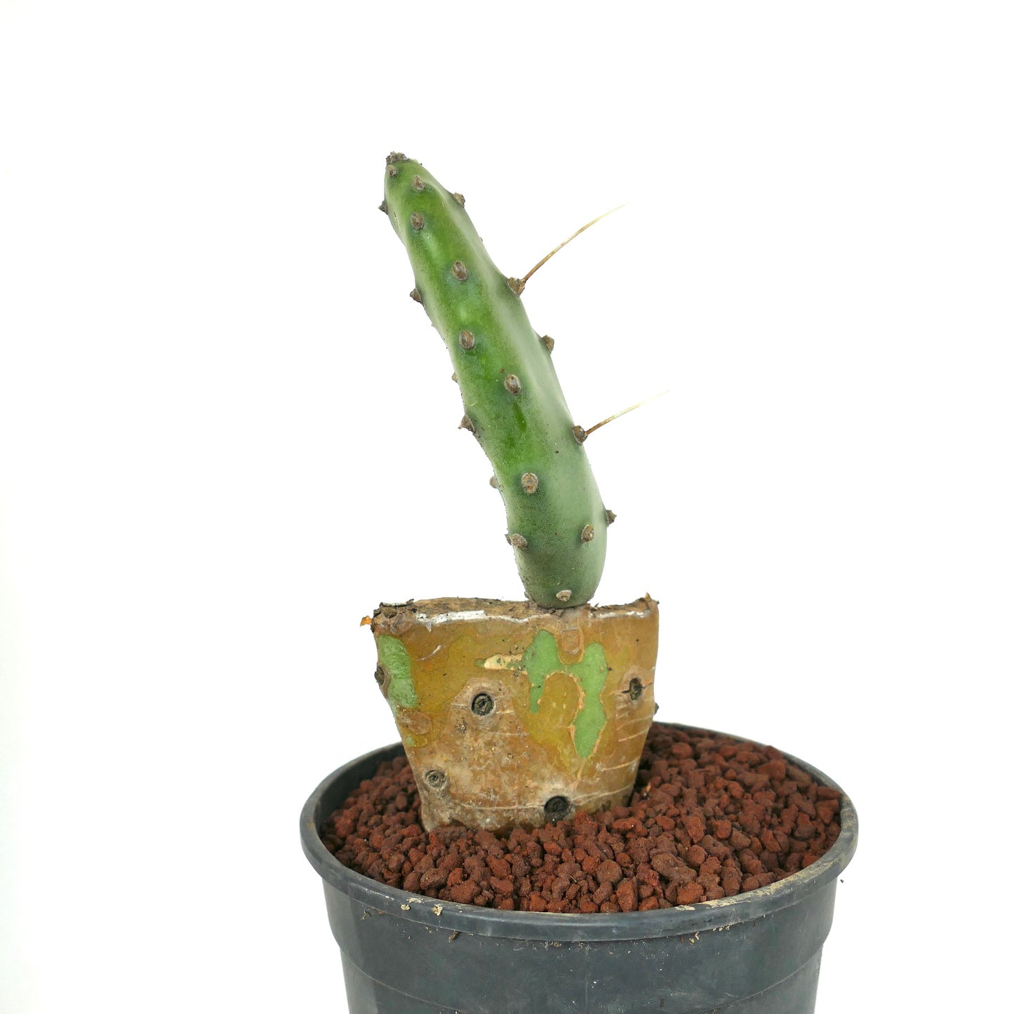 Opuntia affinis polyacantha (Keams Canyon, Arizona, USA)