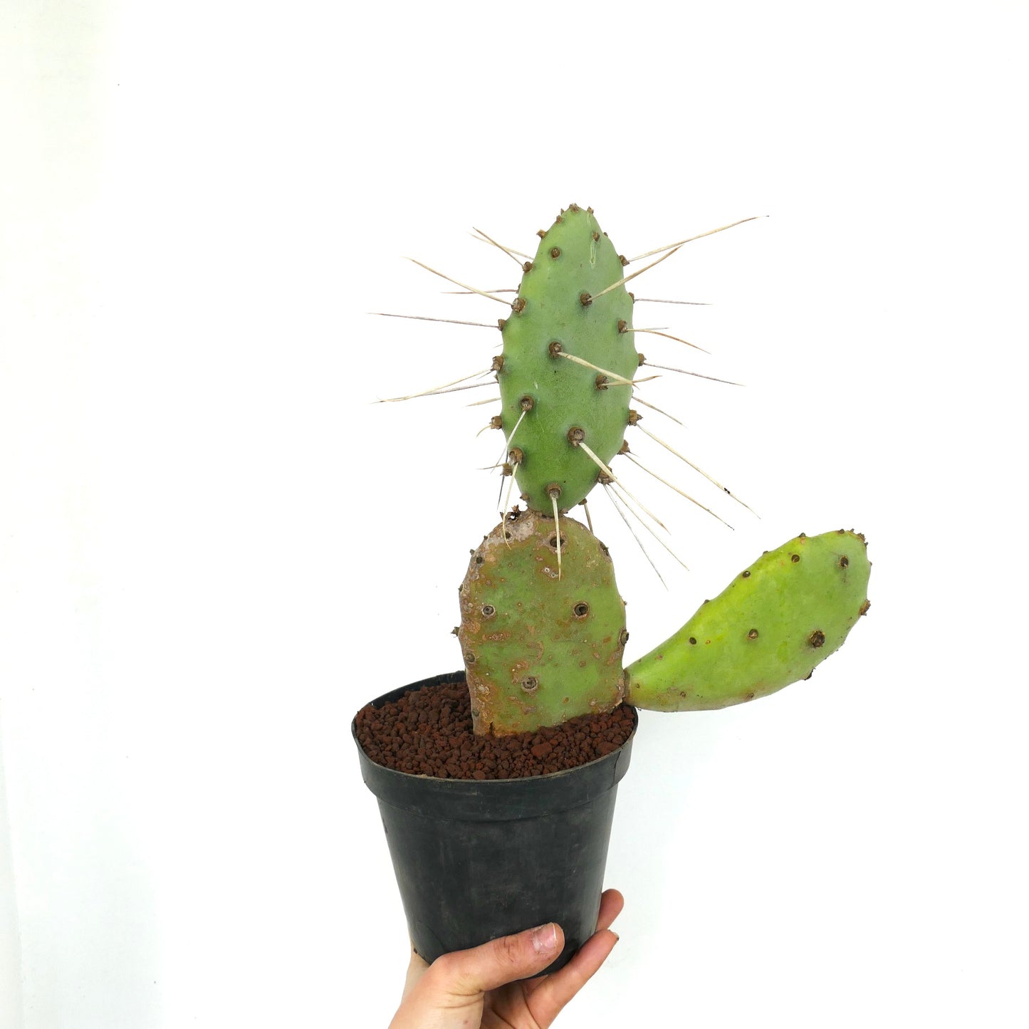 Opuntia affinis polyacantha (Keams Canyon, Arizona, USA)