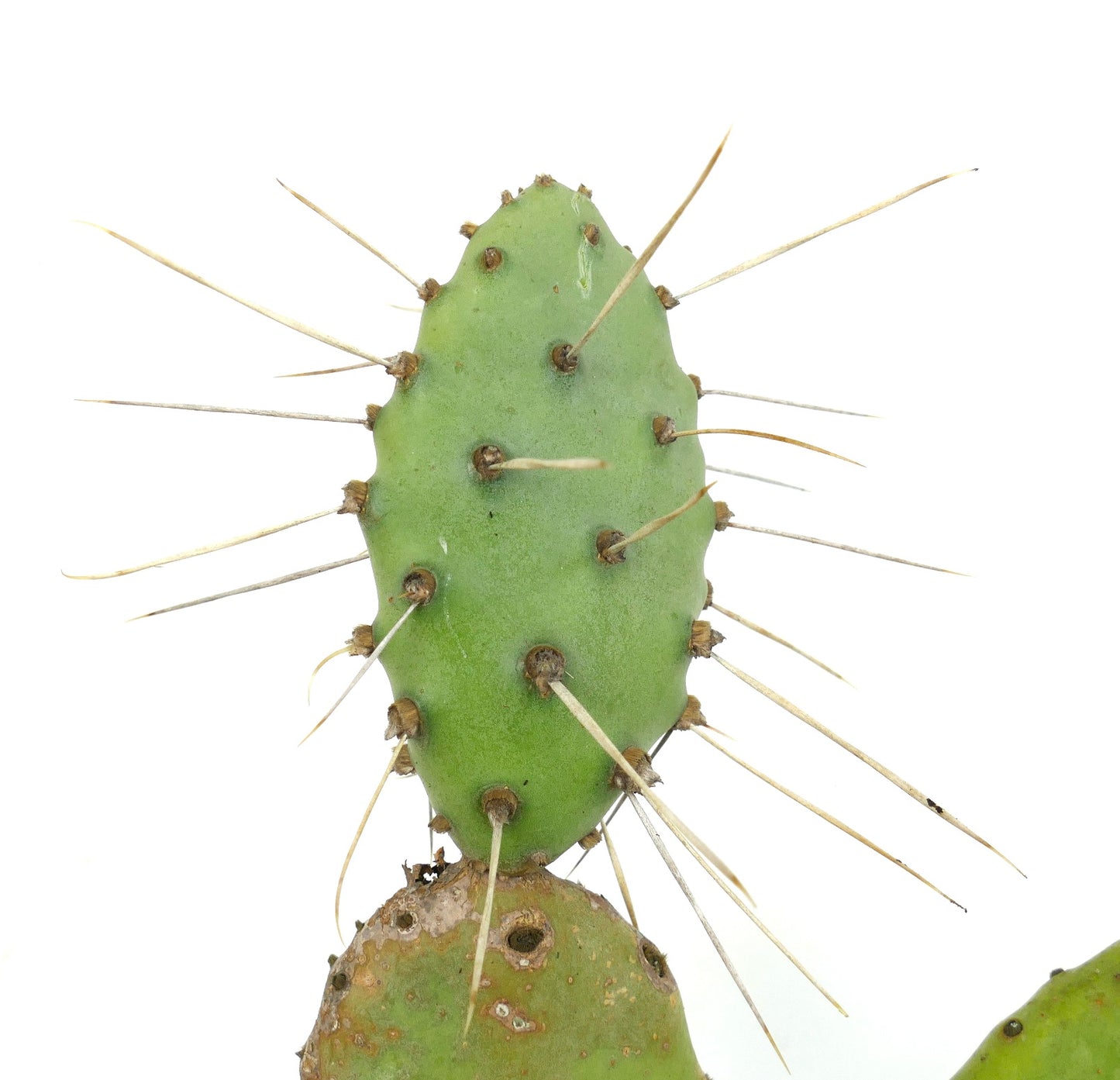 Opuntia affinis polyacantha (Keams Canyon, Arizona, USA)