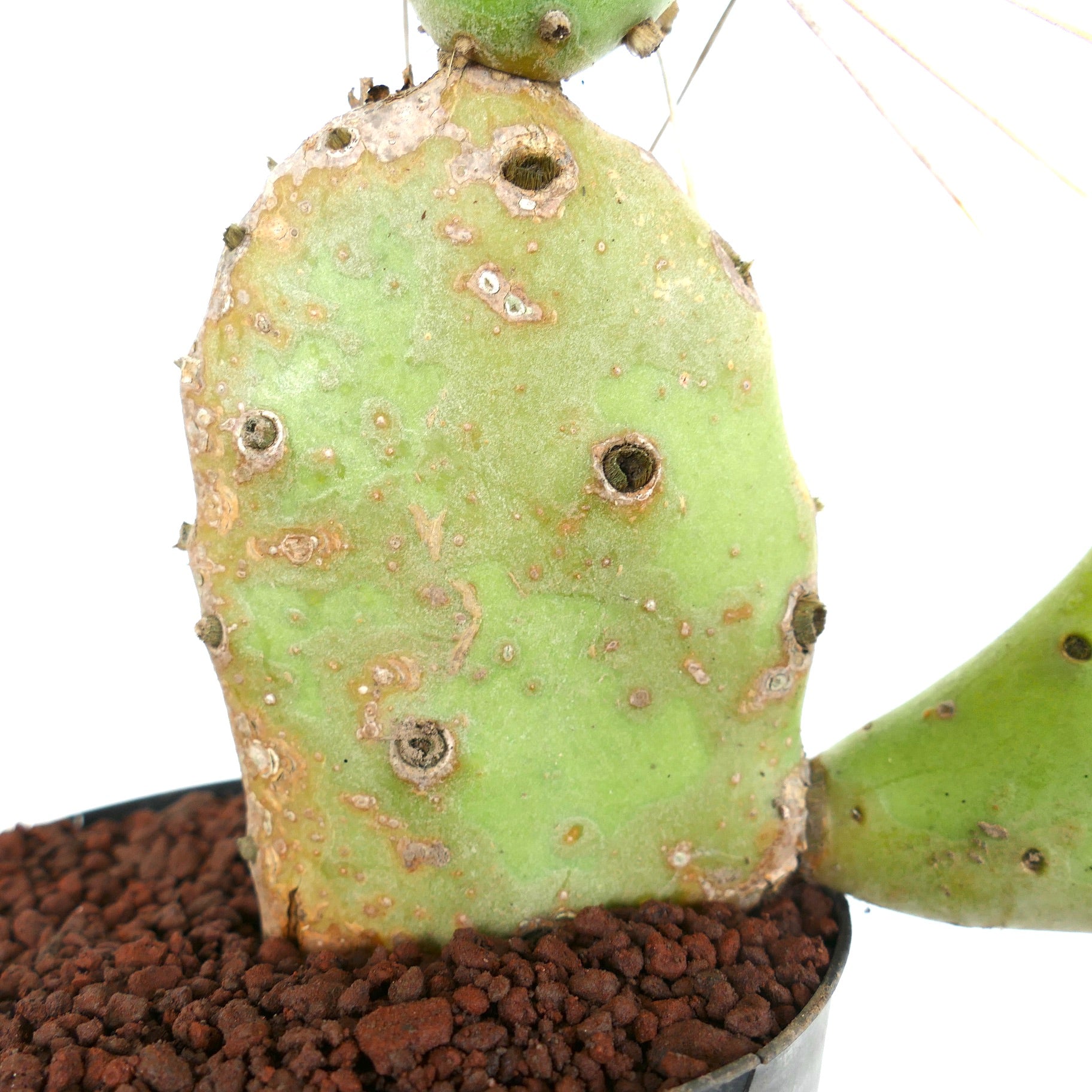 Opuntia affinis polyacantha | Unique Prickly Pear Cactus Delight