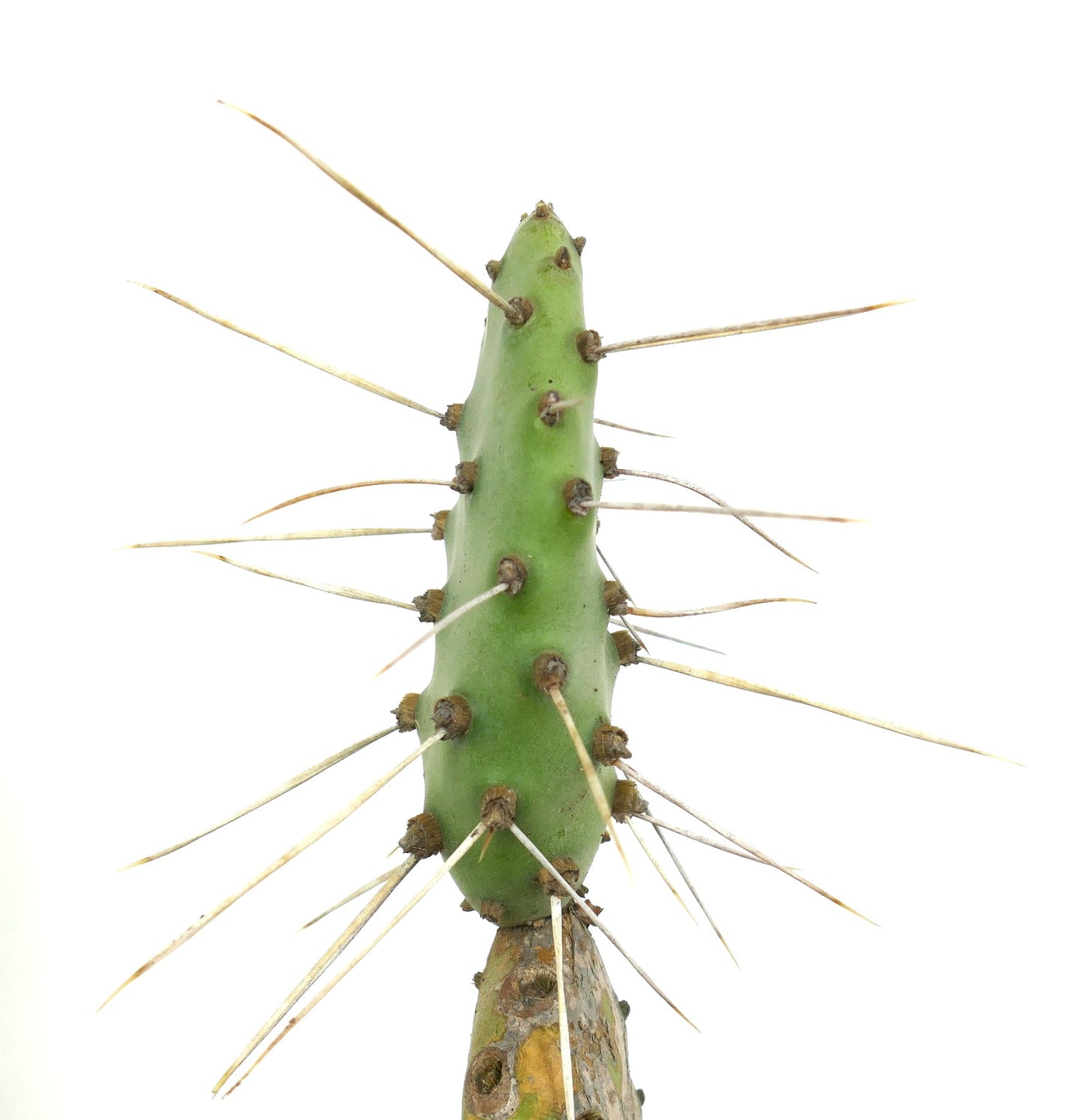 Opuntia affinis polyacantha (Keams Canyon, Arizona, USA)
