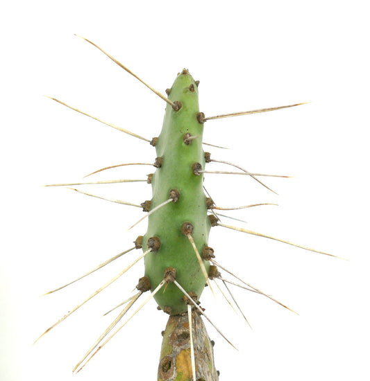 Opuntia affinis polyacantha (Keams Canyon, Arizona, USA)